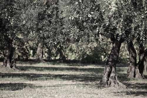 Olive Trees