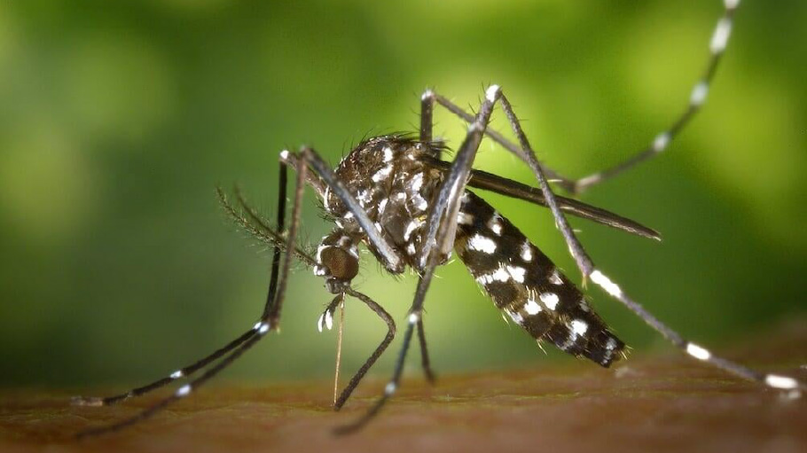 Aedes albopictus